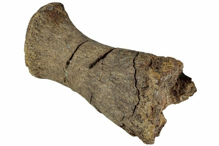 Hadrosaur (Edmontosaurus) Phalanx - Wyoming #229246